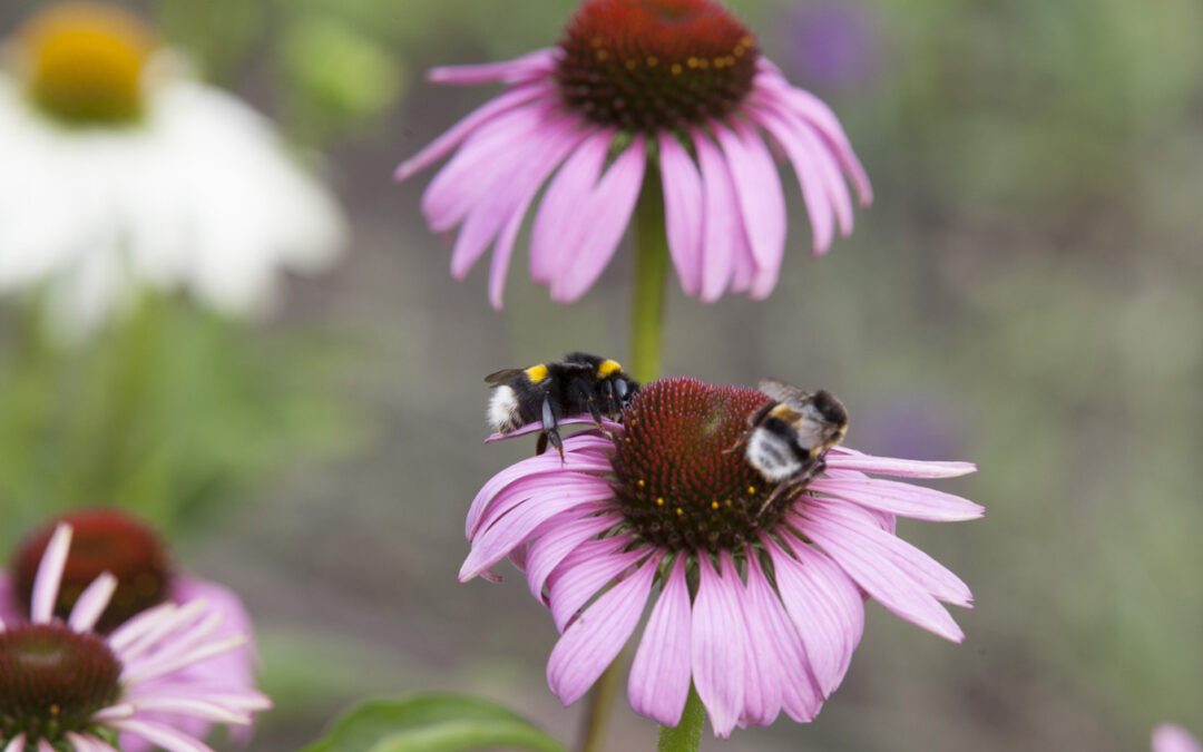 Duurzame Bloemisten, deskundigheid in biologische bloemen