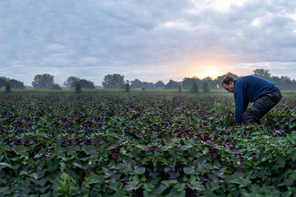 Borging duurzaam en gezond eten en drinken