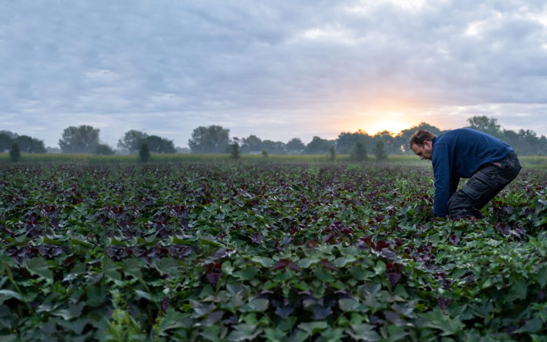 Borging duurzaam en gezond eten en drinken